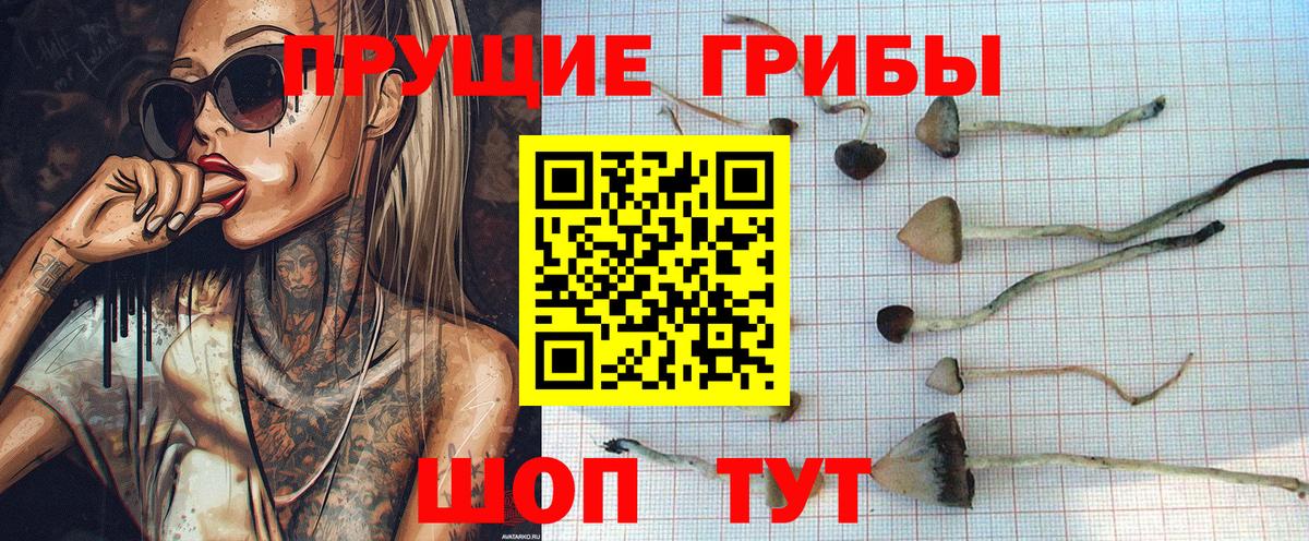 Курчатов  Псилоцибиновые грибы Psilocybe  Вход с VPN 